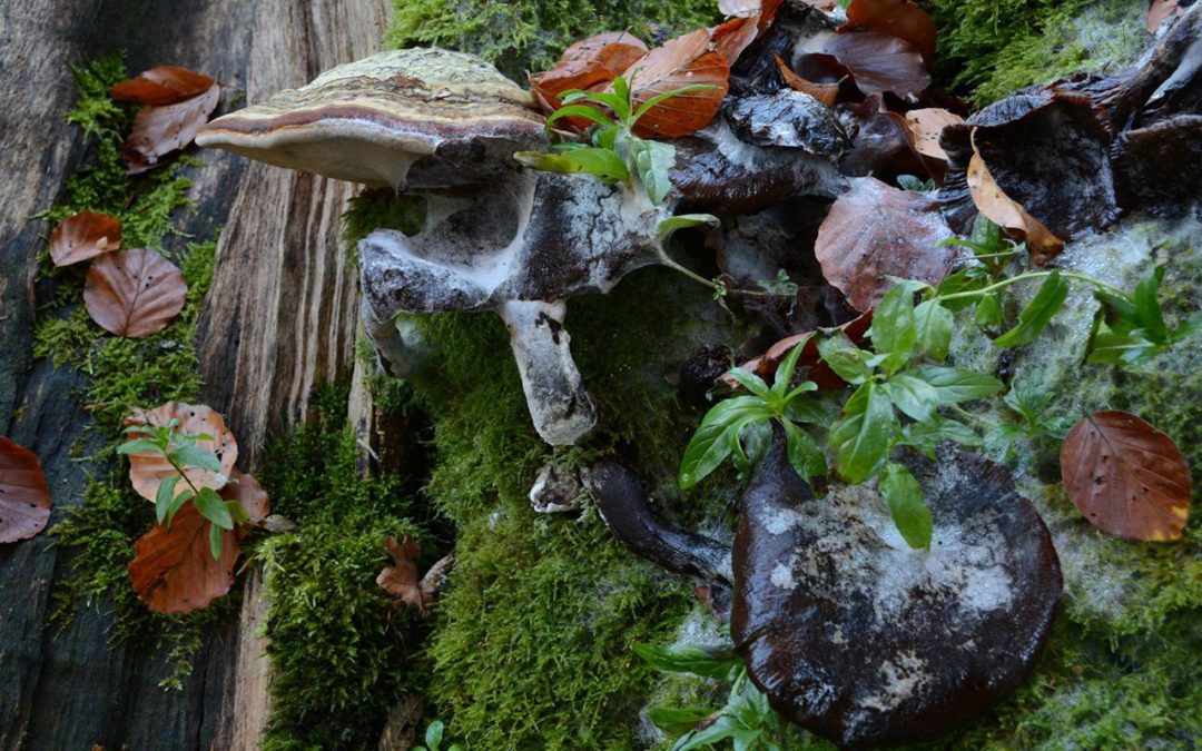 Virenherd Agrobusiness