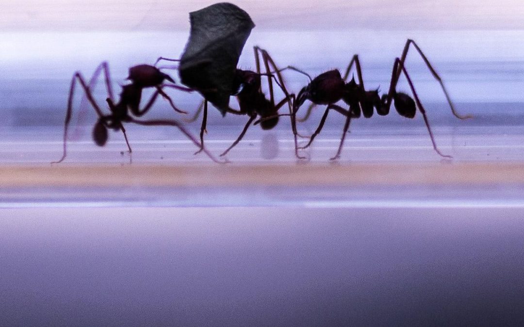 Die Erde hat hohes Fieber