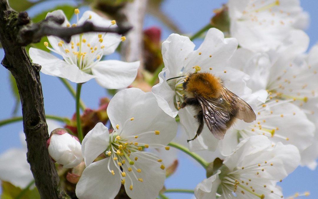 Die Semantik der Natur
