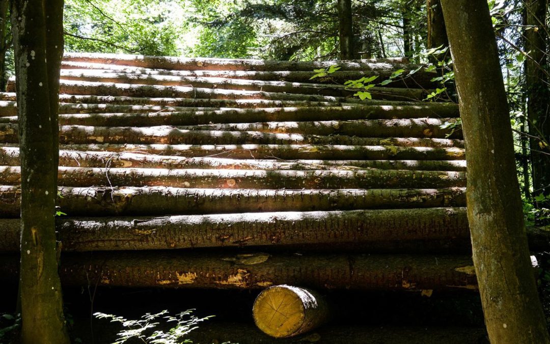 Die Verachtung der ungebändigten Natur