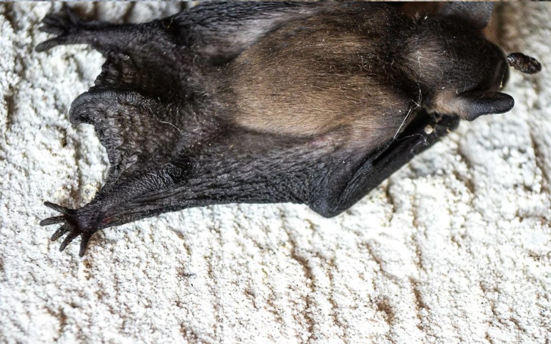 Coronakrise und die Abholzung der Wälder