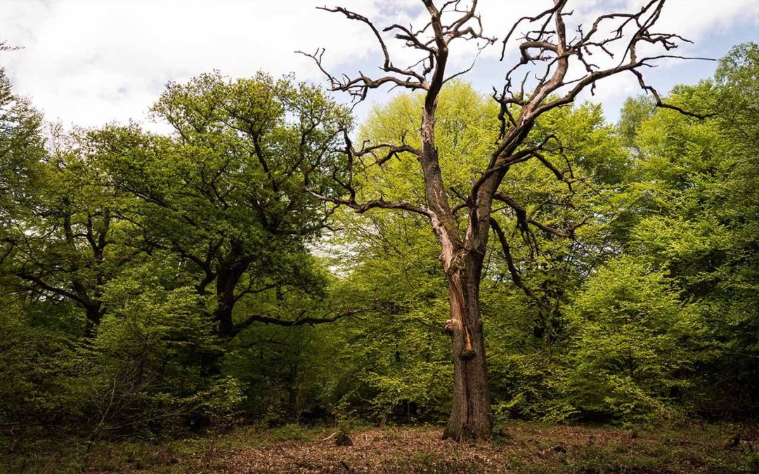 Sustainable Development