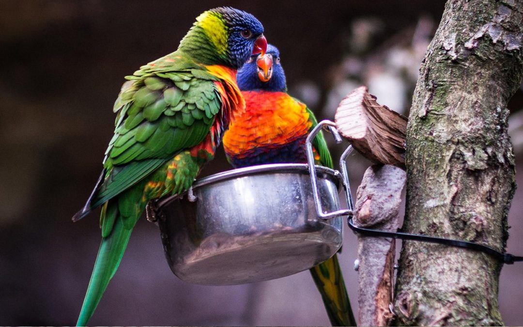 Ökonomie und Sozialdarwinismus