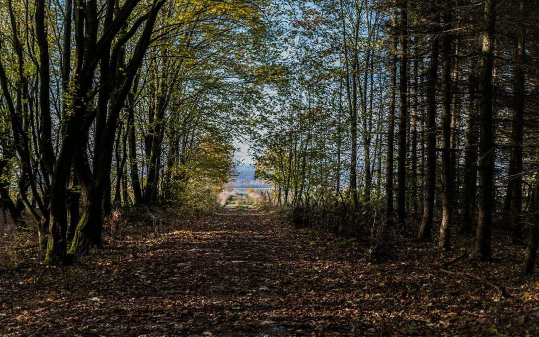 Der tendenzielle Fall der Wachstumsrate