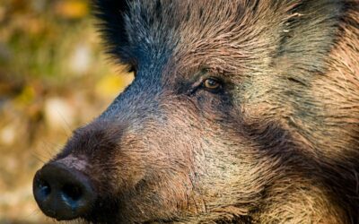 Die Normschweine der Forstwirtschaft und die Klima-Ignoranten